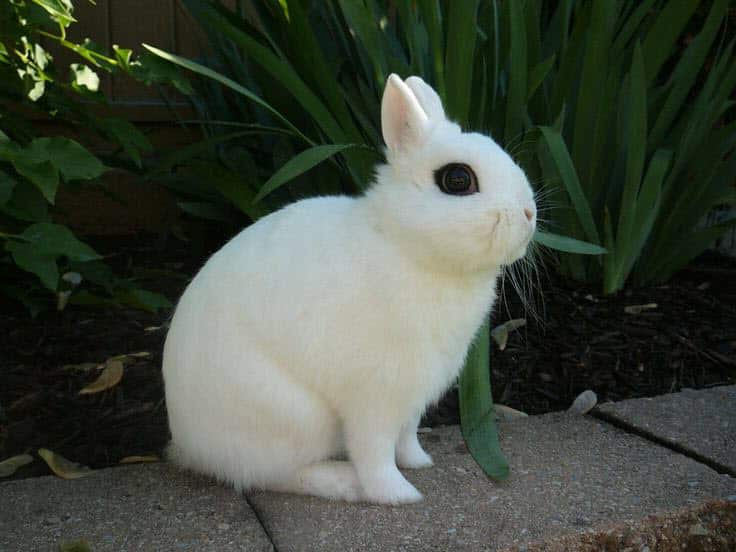 Featured image for “Dwarf Hotot Kaninras”
