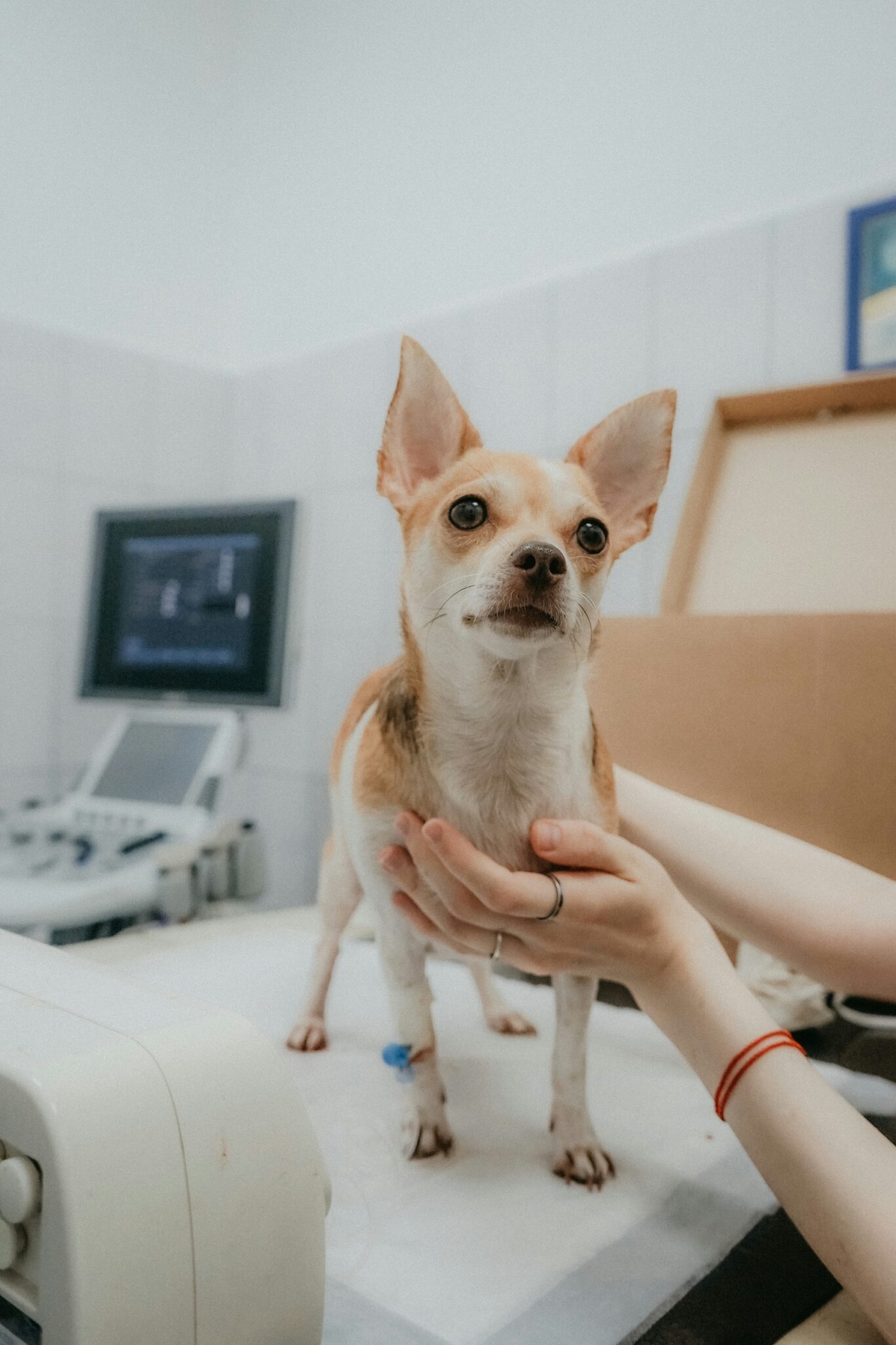 dog investigated at the clinic