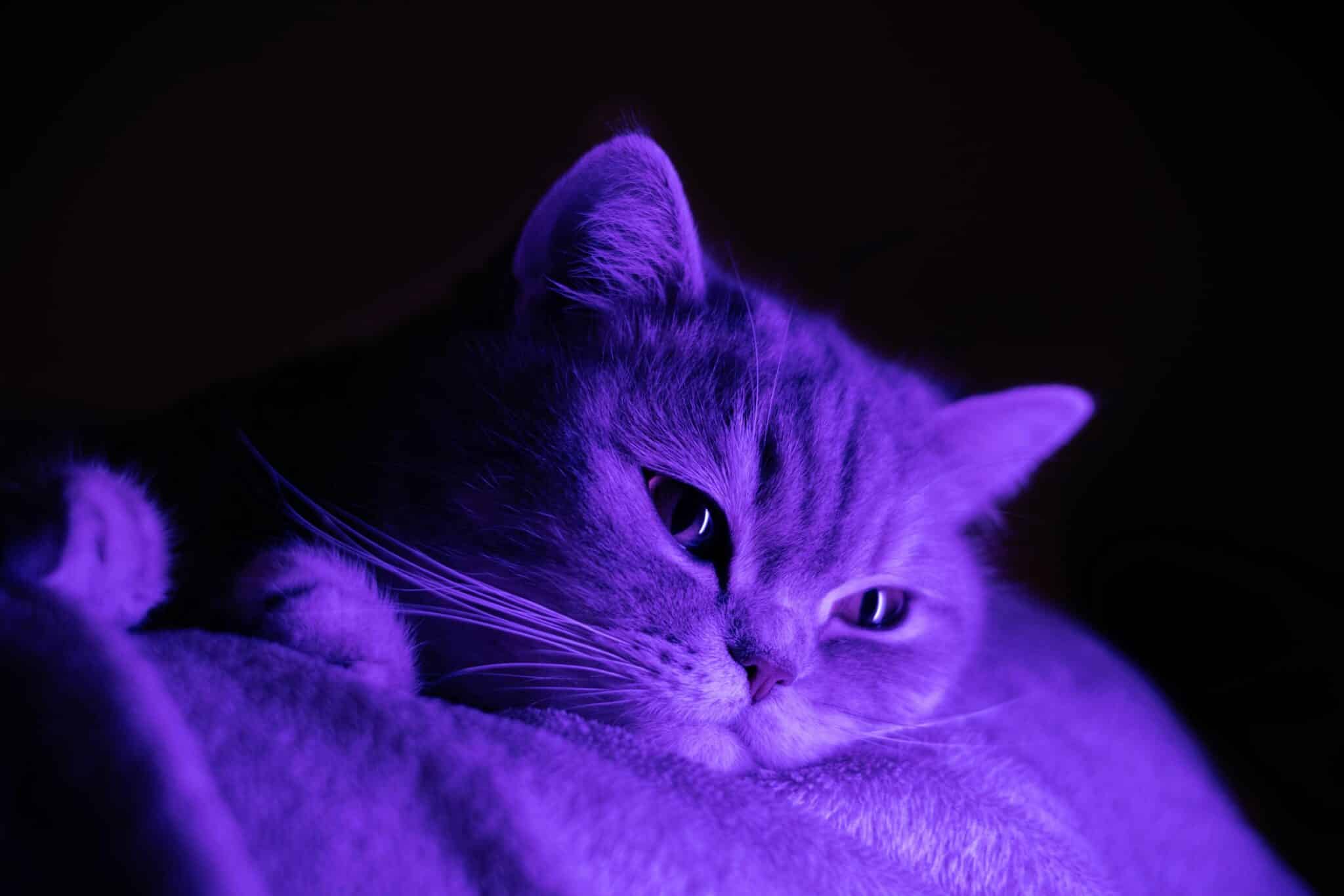 Featured image for “AI inom veterinärmedicin – Hur artificiell intelligens förändrar kliniskt tänkande”