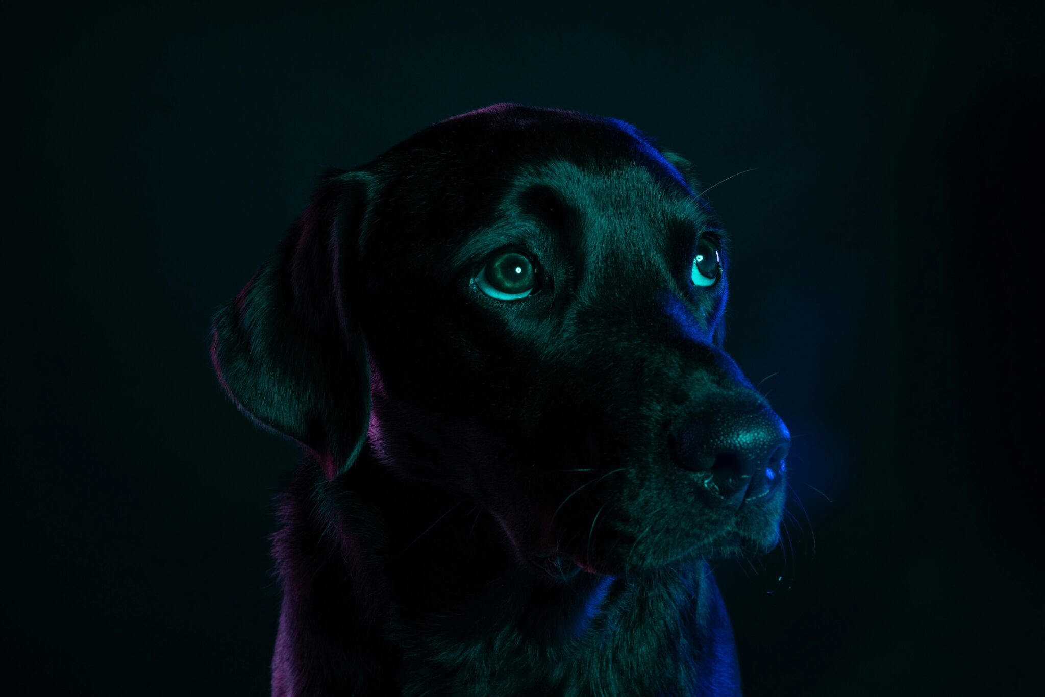 Featured image for “Från människa till djur – Translationell AI-diagnostik”