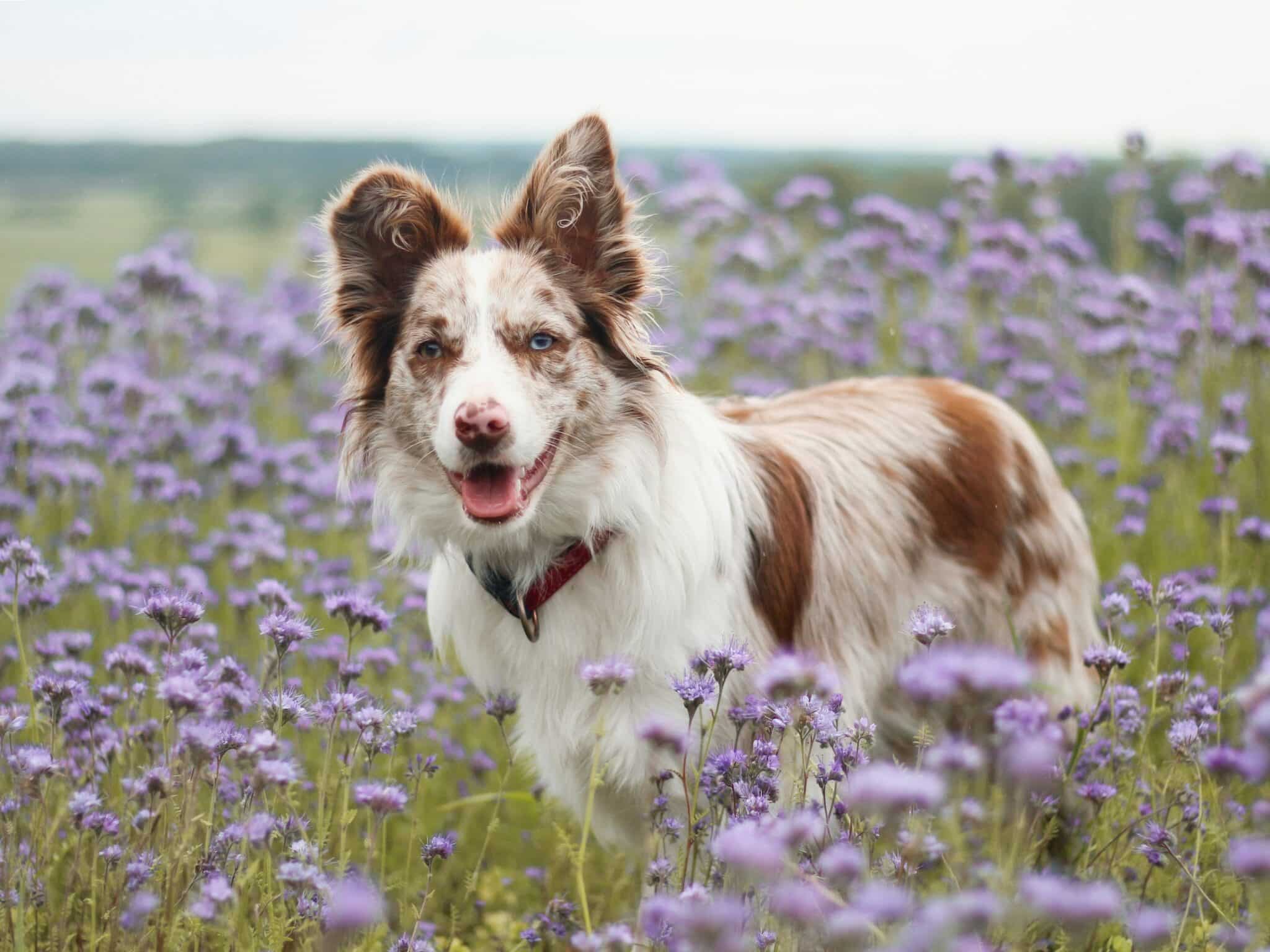 shepard in flower field