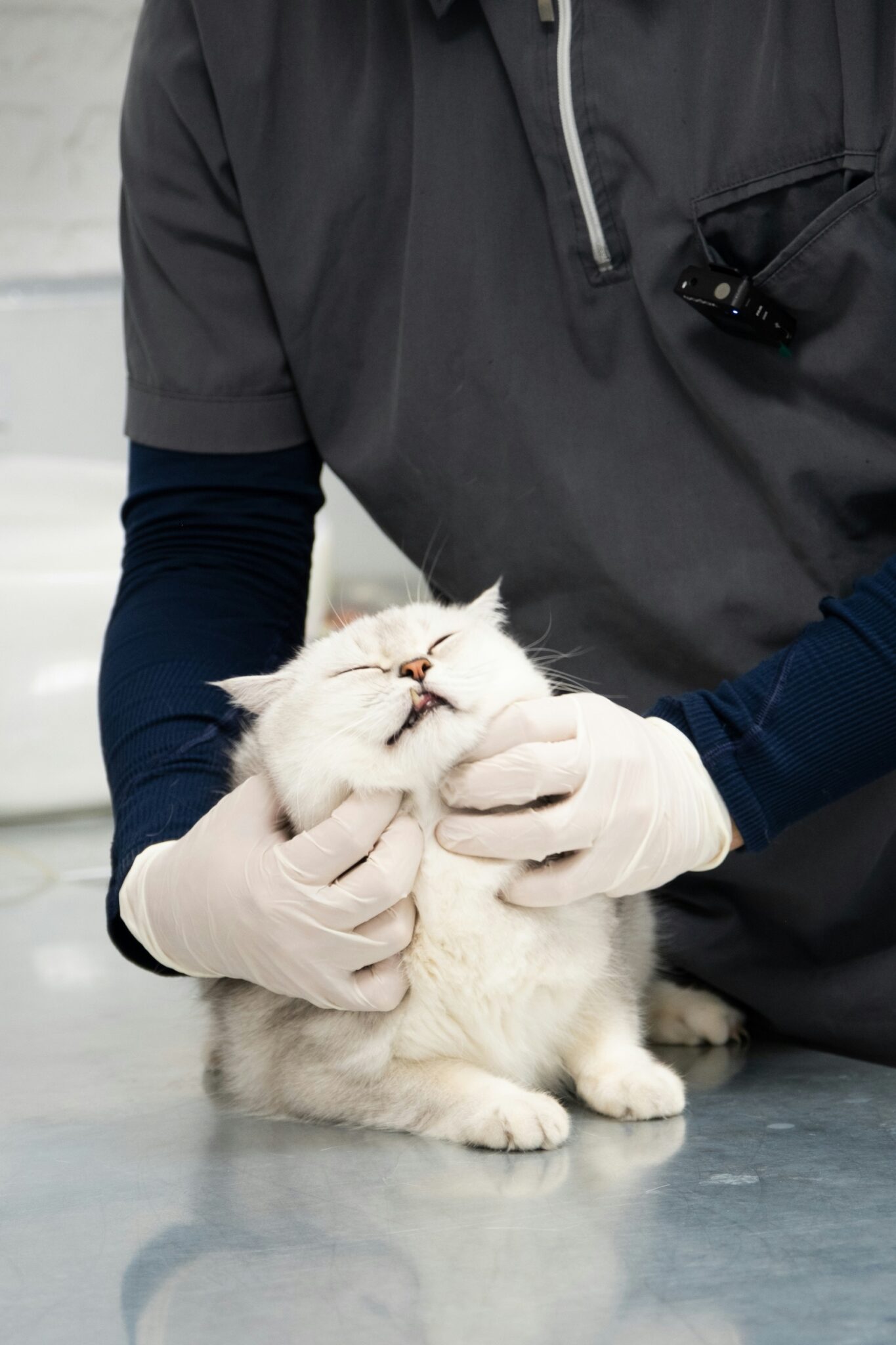 veterinary